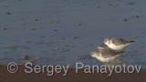 Video of Sanderling - Sanderling near to the coast line